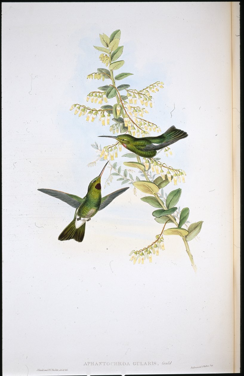 Kirppukurkkukolibri (Aphantochroa Gularis) (käsinväriset raajat) tekijältä John (after) Gould