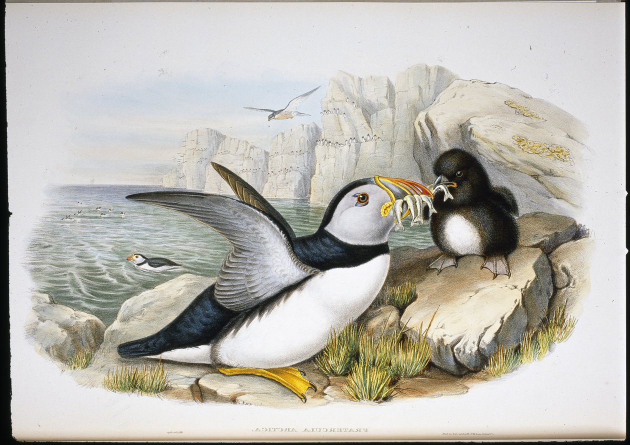 Puffin (Fratercula Arctica) (käsinvärinen lito) tekijältä John (after) Gould