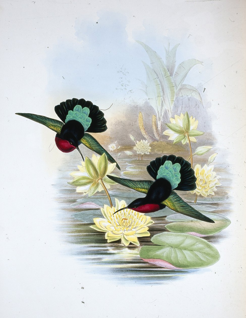Purppurarintainen karibi (Eulampis Jugularis) (käsinvärinen lito) tekijältä John (after) Gould