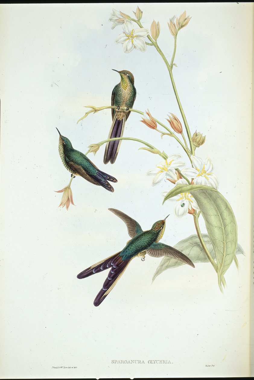 Purppurapyrstökomeetta kolibri (Sparganura Glyceria) (käsinvärinen lito) tekijältä John (after) Gould