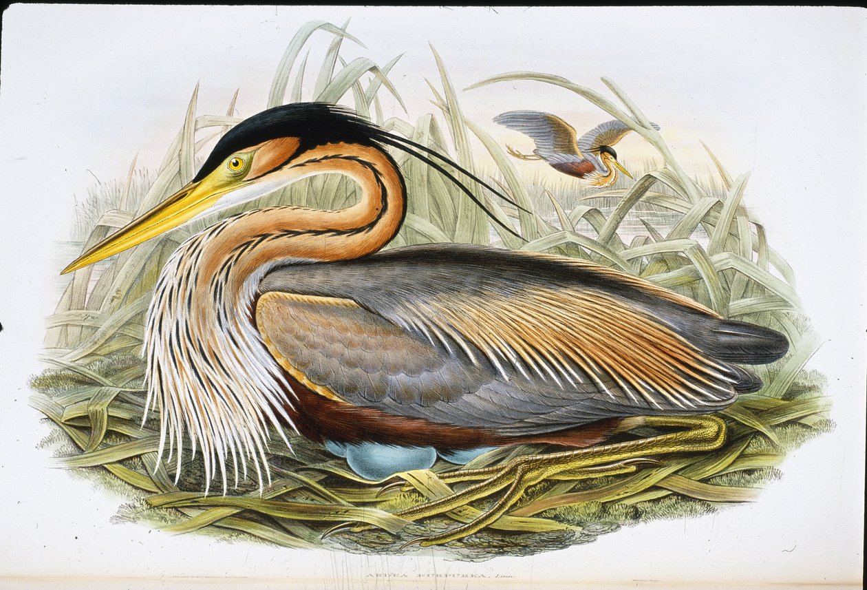 Purple Heron (Ardea Purpurea) (käsinvärinen lito) tekijältä John (after) Gould