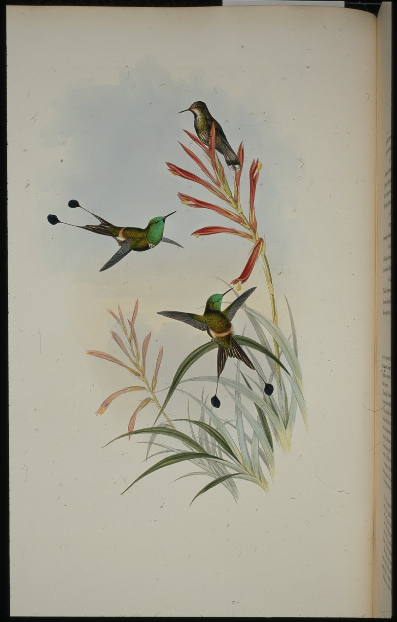 Racket-tail (Discura Longicauda) (käsinvärinen litho) tekijältä John (after) Gould