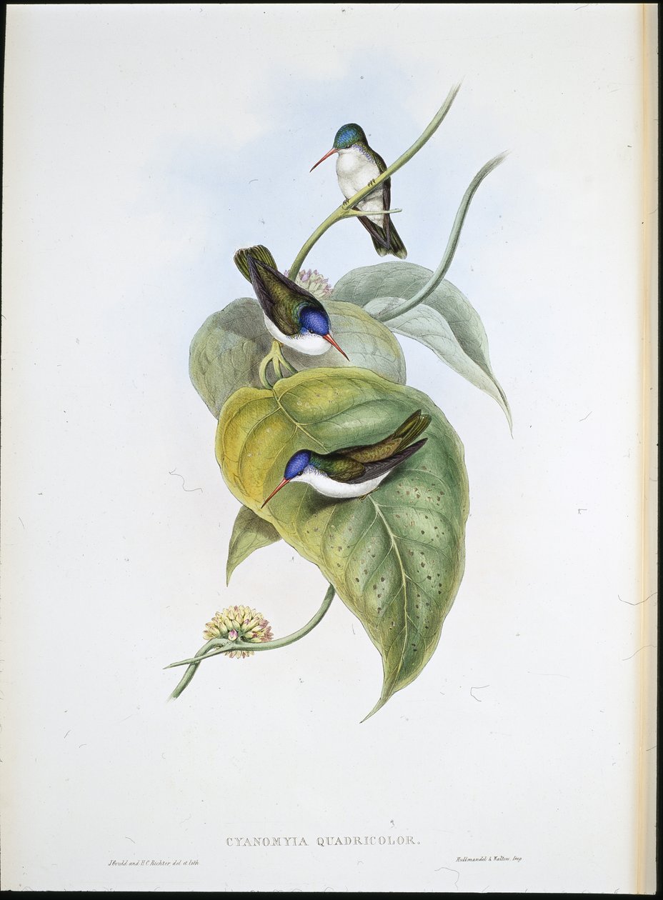 Punanukkainen taivaankruunu (Cyanomyia Quadricolor) (käsinvärinen lito) tekijältä John (after) Gould