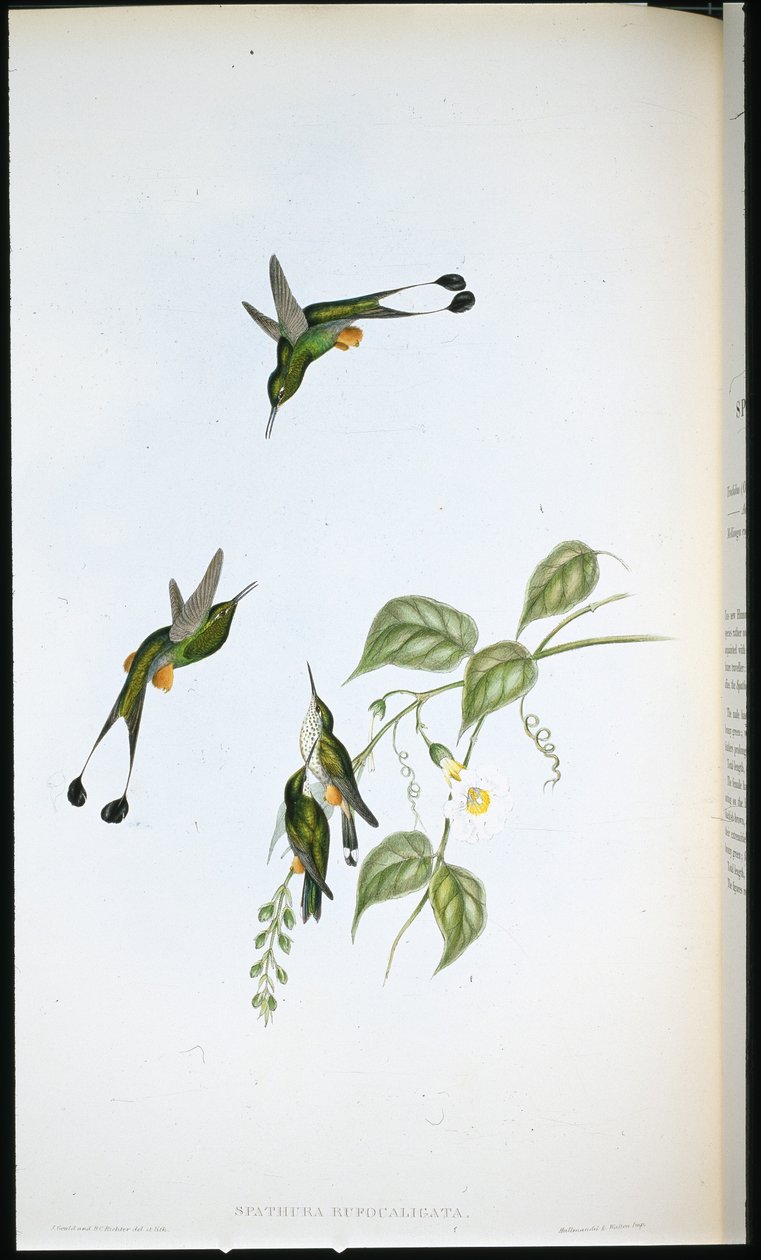 Punasaappas Racket-tail (Spathura Rufocaligata) (käsinvärinen lito) tekijältä John (after) Gould
