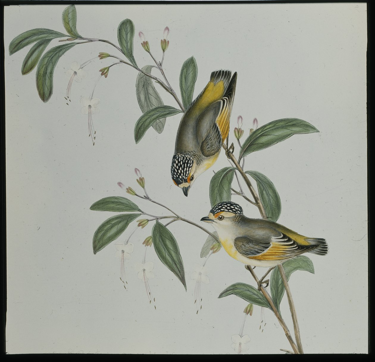 Punainen pardalote (pardalotus rubricatus) (käsinvärinen lito) tekijältä John (after) Gould
