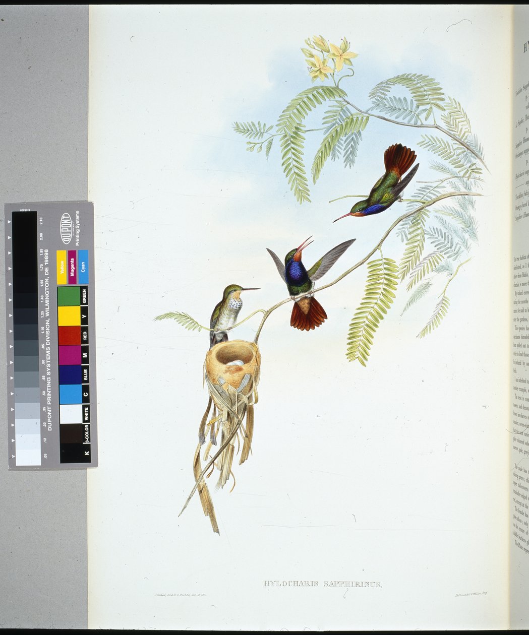 Punakurkkusafiiri (hylocharis sapphirinus) (käsinvärinen lito) tekijältä John (after) Gould