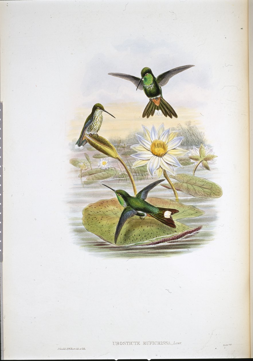 Punainen tuuletusvalkoinen kolibri (Urosticte Ruficrissa) (käsinvärinen lito) tekijältä John (after) Gould