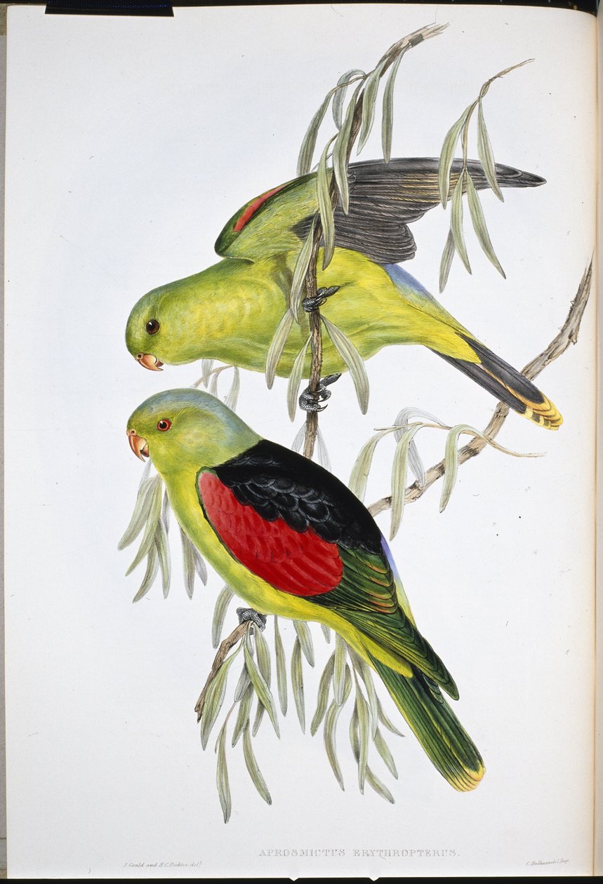 Punasiipinen lory (Aprosmictus Erythropterus) (käsinvärinen lito) tekijältä John (after) Gould