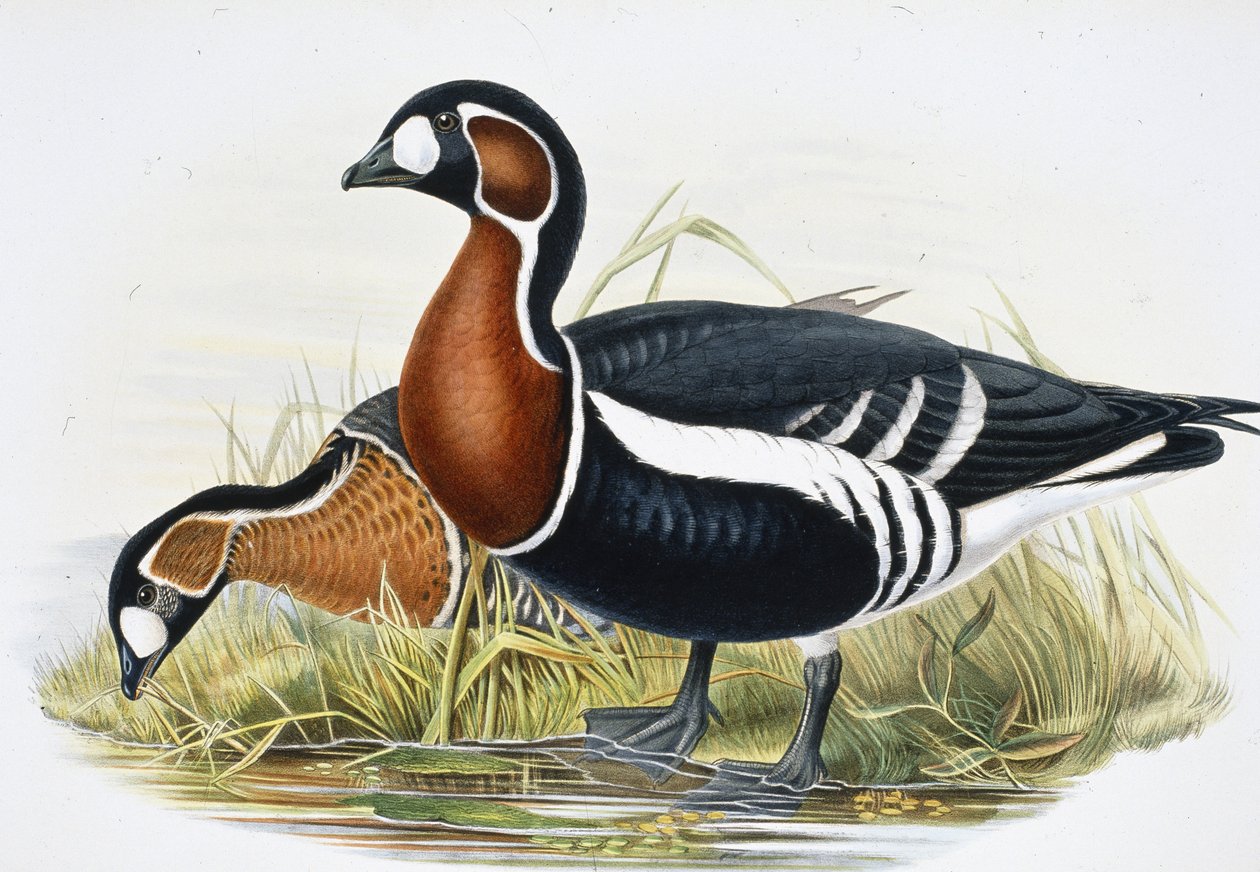 Punarintahanhi (Bernicla Ruficollis (käsinvärinen lito) tekijältä John (after) Gould