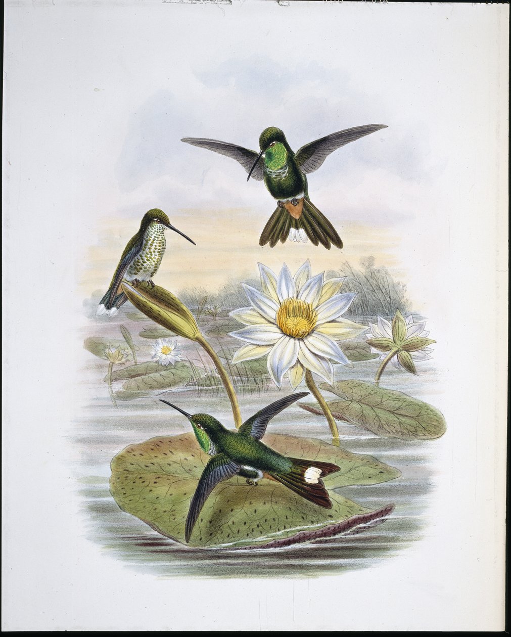 Punainen tuuletettu valkoinen kärki (käsinvärinen litho) tekijältä John (after) Gould