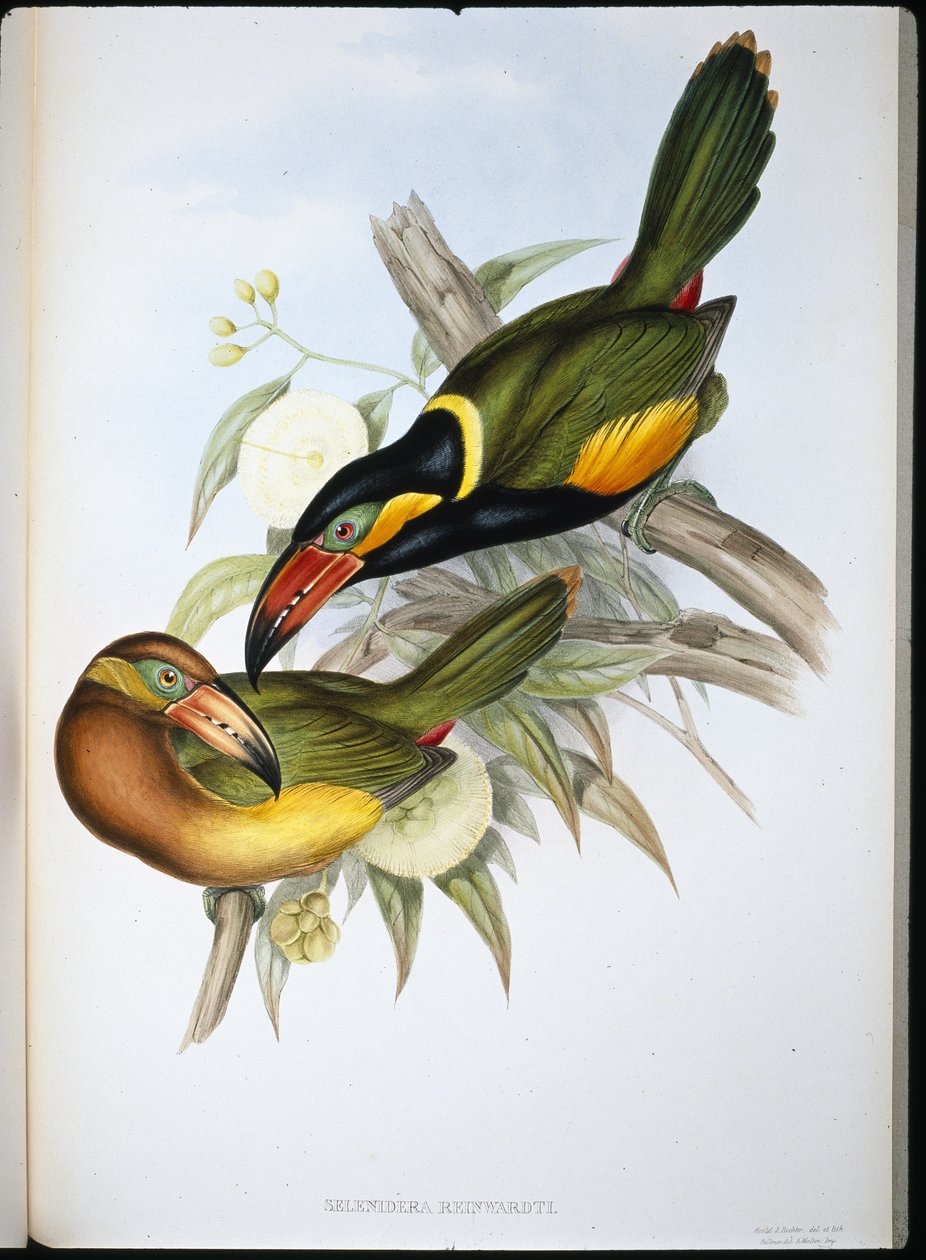 Reinhardtin tukaani (Selenidera Reinwardtii) (käsinvärinen lito) tekijältä John (after) Gould