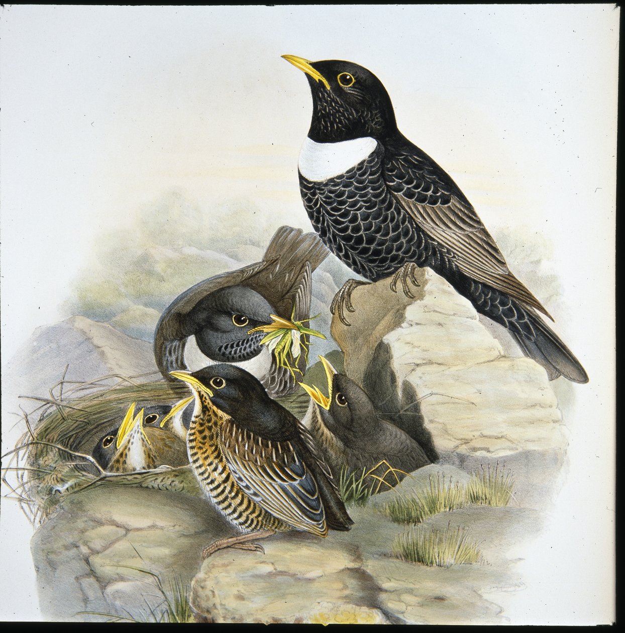 Sormus Ouzel (Mer Ulatorquata) (käsinvärinen litho) tekijältä John (after) Gould