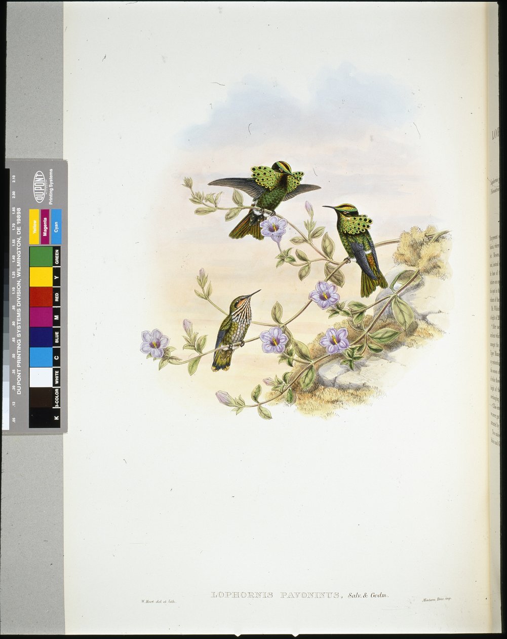 Roraima Coquette (lophornis pavoninus) (käsinvärinen lito) tekijältä John (after) Gould