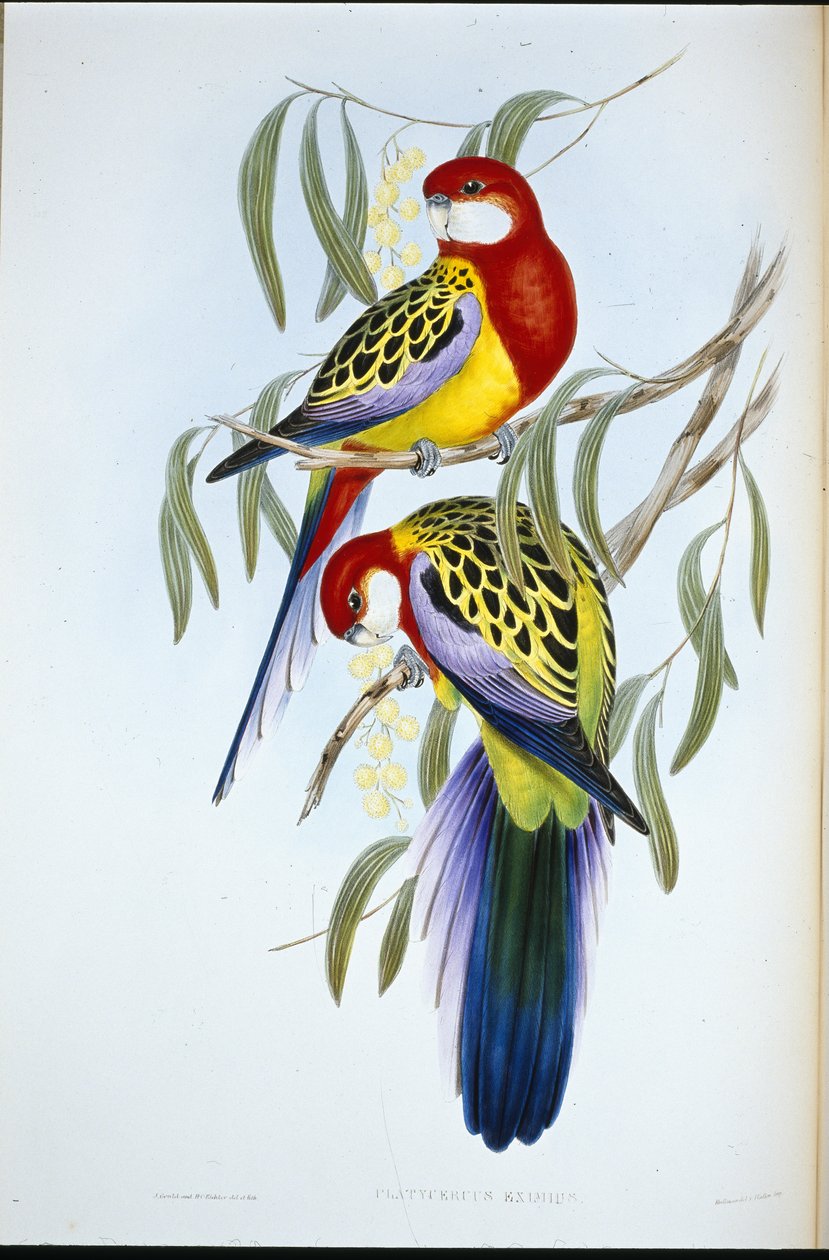 Ruusunokka papukaija (Platycercus Eximius) (käsinvärinen lito) tekijältä John (after) Gould