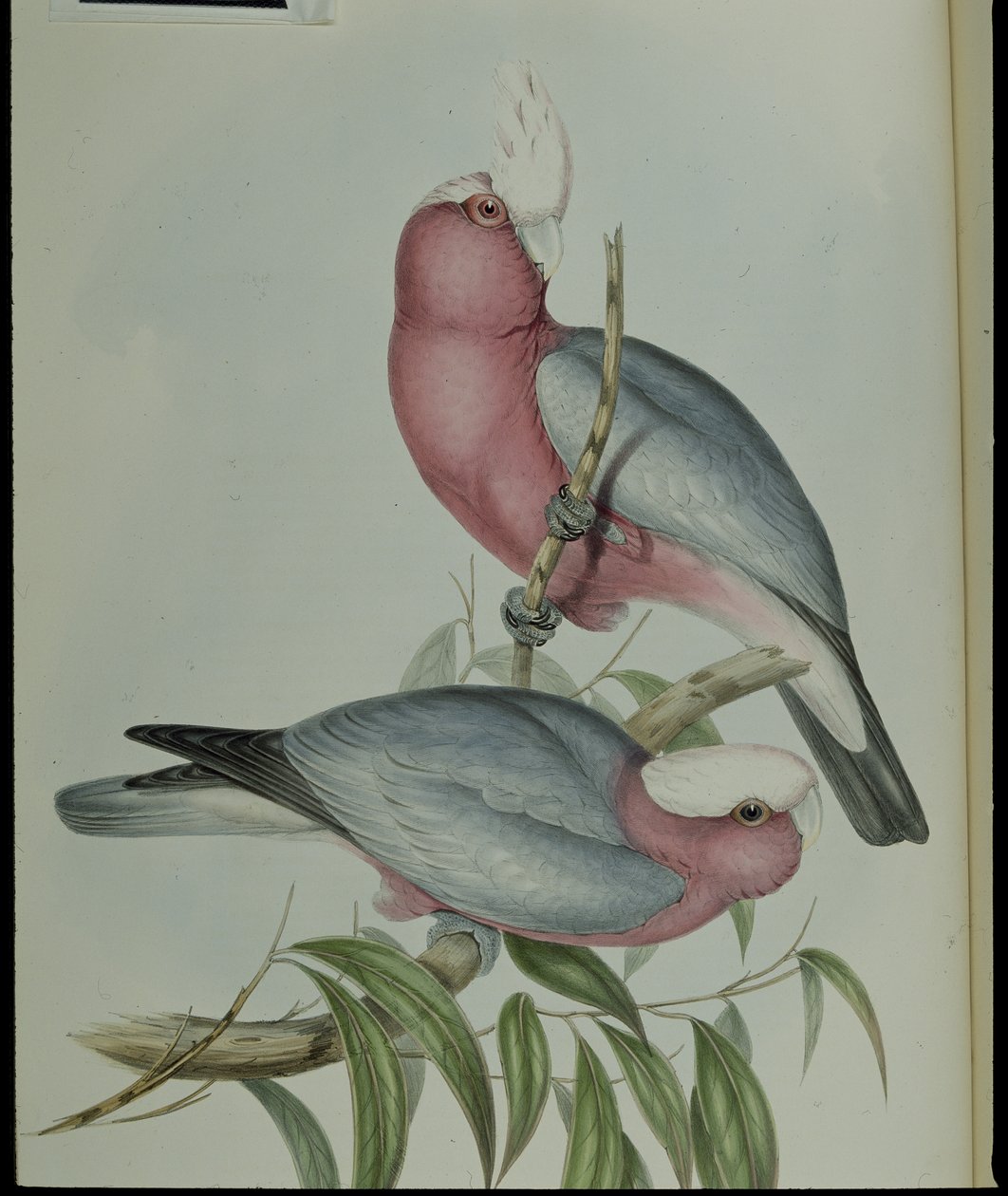 Ruusurintakakadu (Cacatua Eos) (käsinvärinen lito) tekijältä John (after) Gould