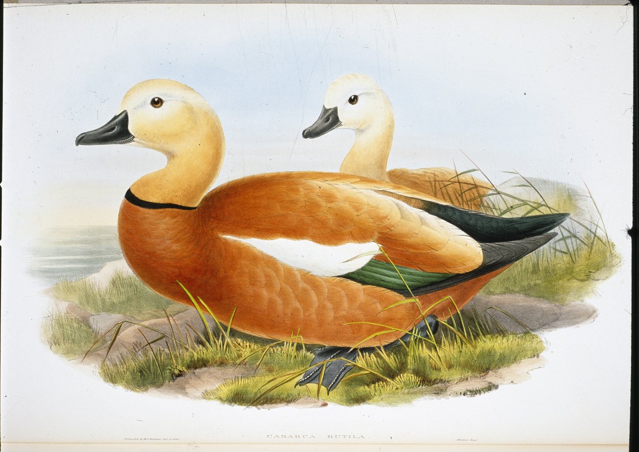 Ruddy Shelldrake (käsinväriset jäsenet) tekijältä John (after) Gould