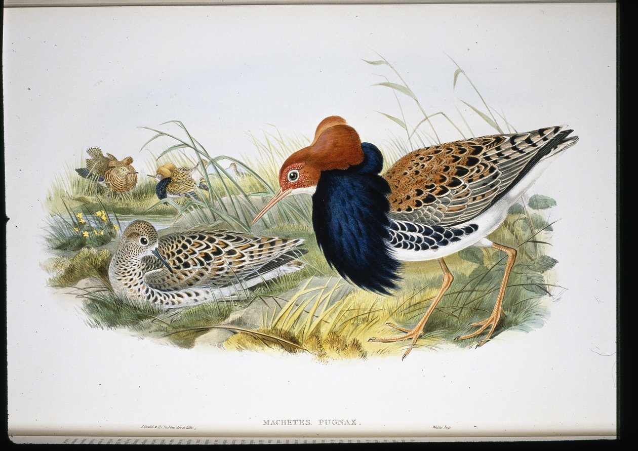 Ruff (käsinväriset raajat) tekijältä John (after) Gould