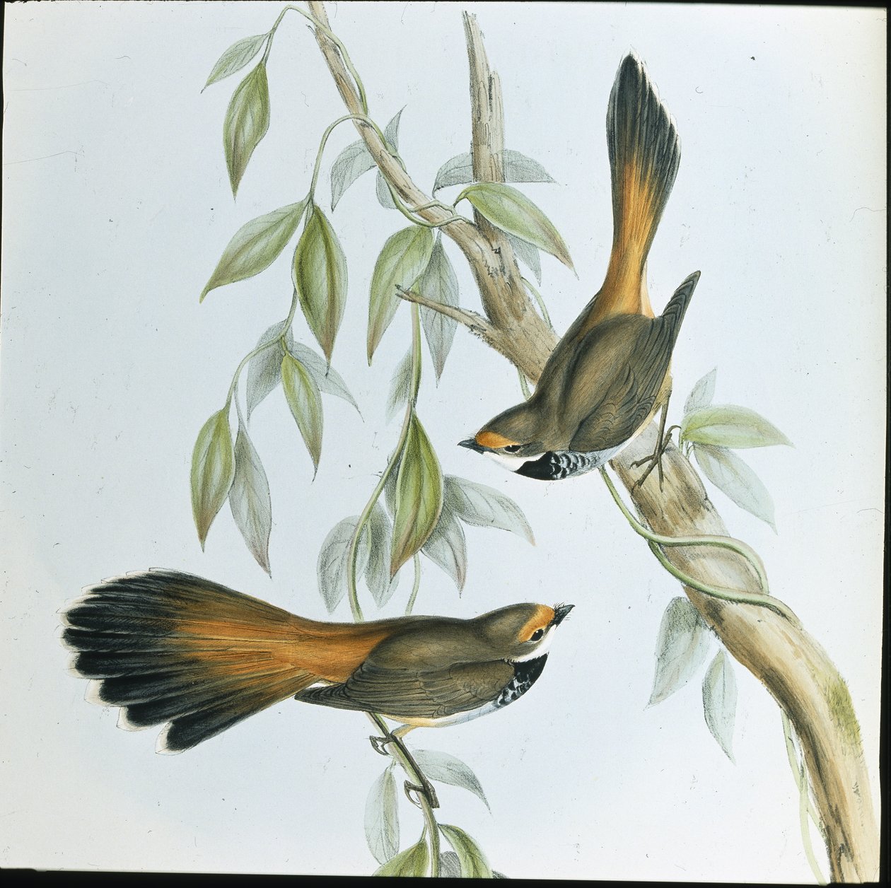 Rufous-fronted Fantail (Rhipidura Rufifrons) (käsinvärinen lito) tekijältä John (after) Gould