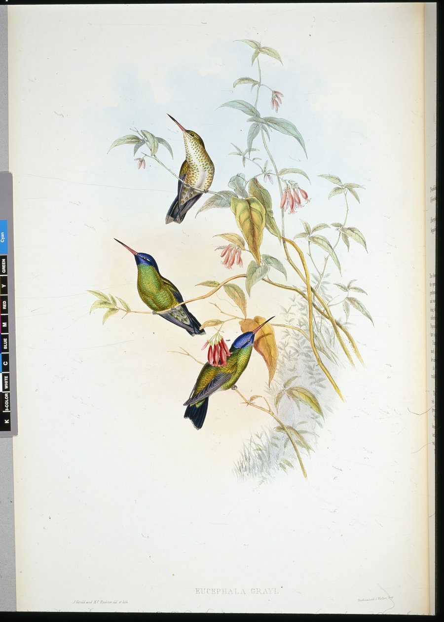 Rufous Liekinkantaja (selasphorus rufus) (käsinvärinen lito) tekijältä John (after) Gould