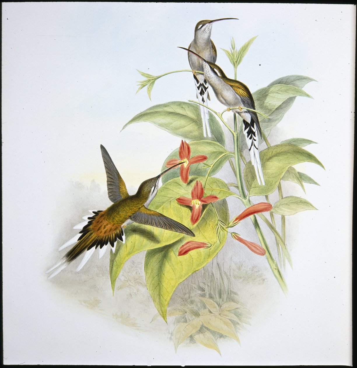 Sallen erakko (Phaethorn Augustus) (käsinvärinen lito) tekijältä John (after) Gould
