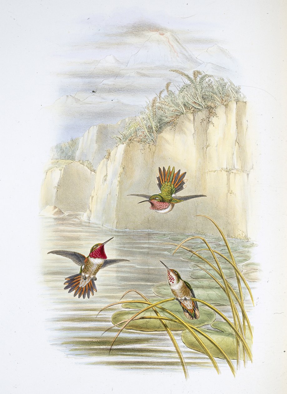 Salvinin liekin kantaja. (Selasphorus ardens). (käsinvärinen lito) tekijältä John (after) Gould