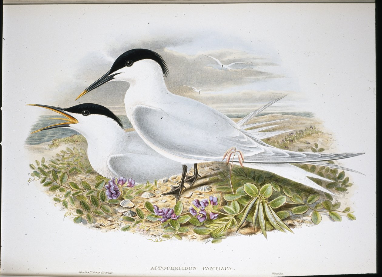 Voileipätiira (Actochel Cantiaca) (käsinvärinen litho) tekijältä John (after) Gould