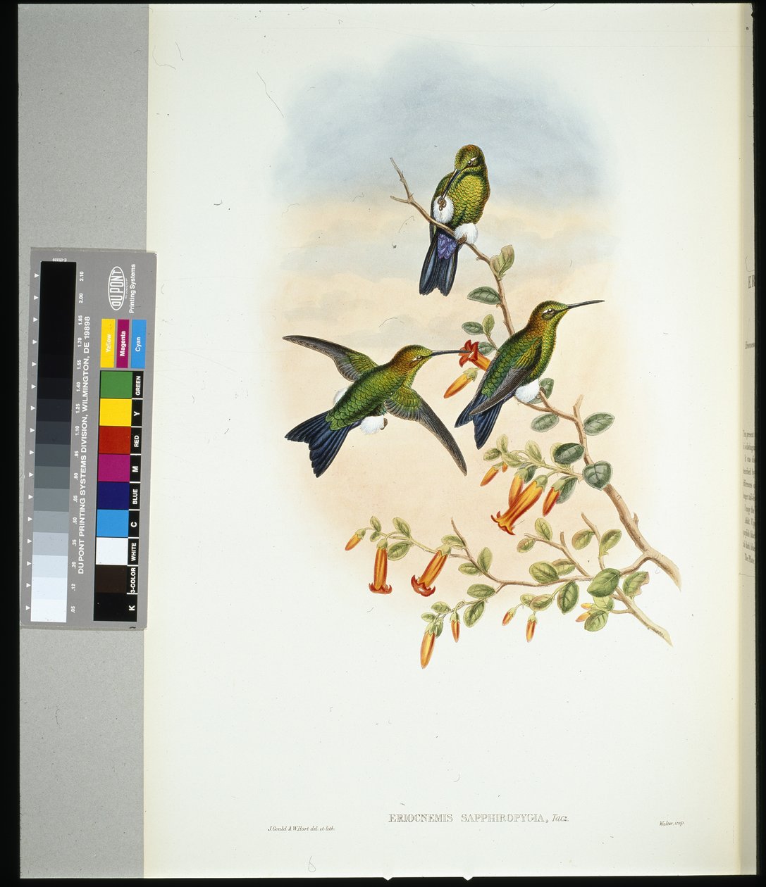 Safiirin tuulettuva puhvijalka (eriocnemis sapphiropygia) (käsinvärinen lito) tekijältä John (after) Gould