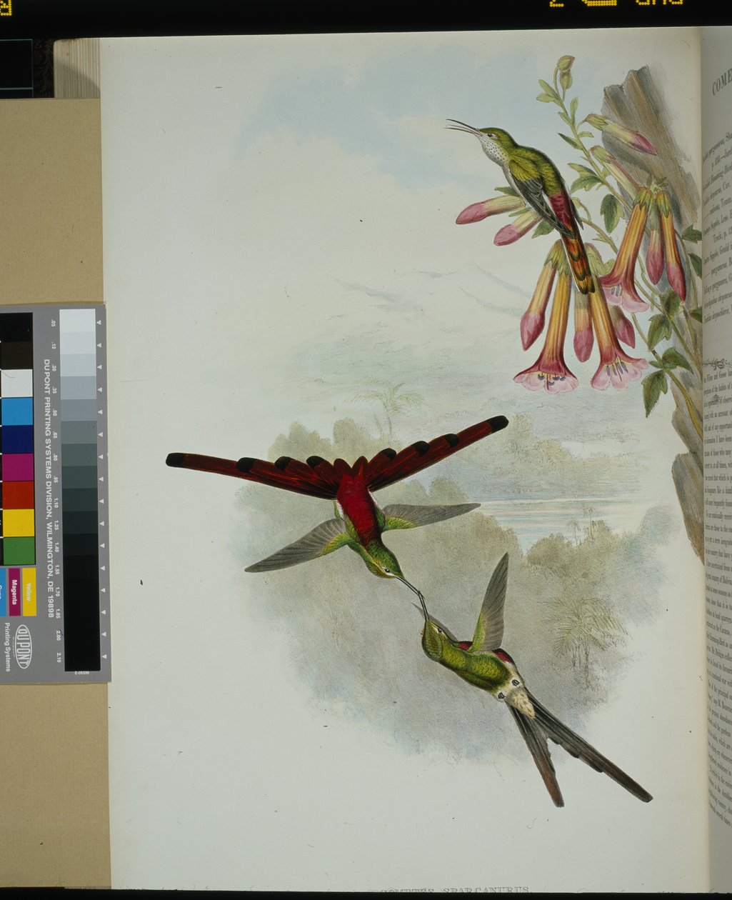 Sappho Comet (cometes sparganurus) (käsinvärinen litho) tekijältä John (after) Gould