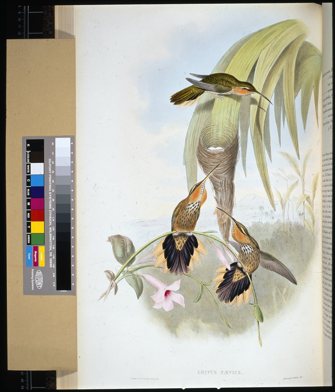 Nokka (grypus naevius) (käsinvärinen lito) tekijältä John (after) Gould