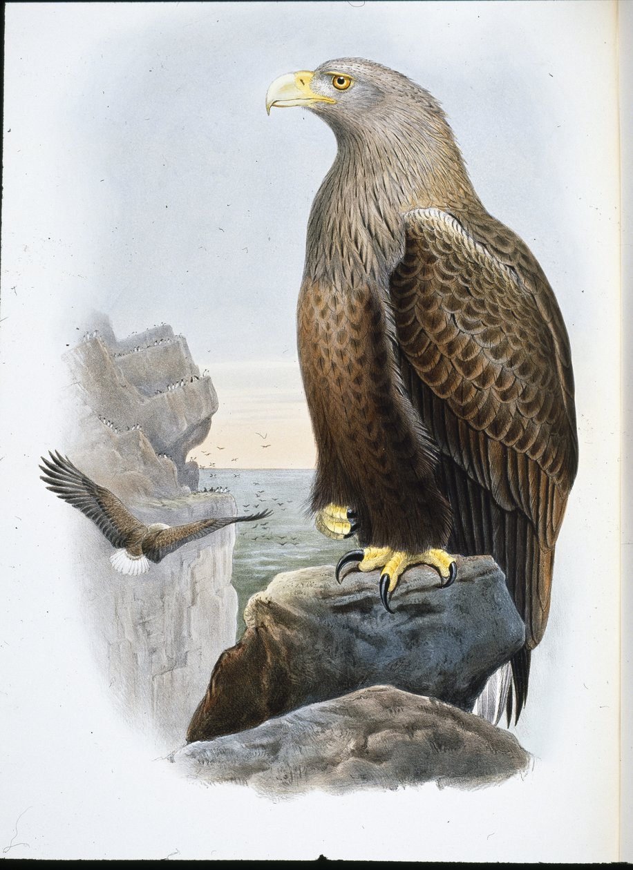 Merikotka (Haliaeetus Albicilla) (käsinvärinen lito) tekijältä John (after) Gould