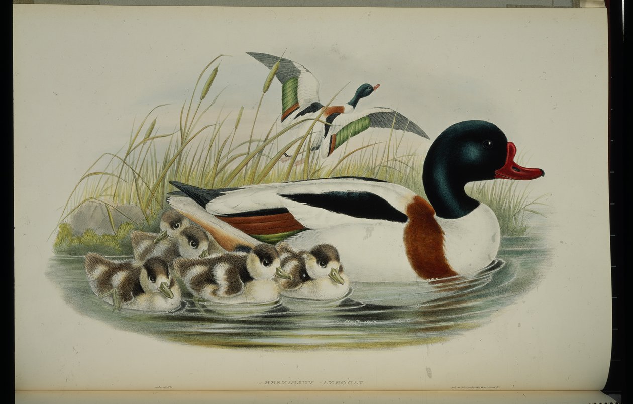 Ankka (Tadorna Vulpanser) (käsinvärinen lito) tekijältä John (after) Gould