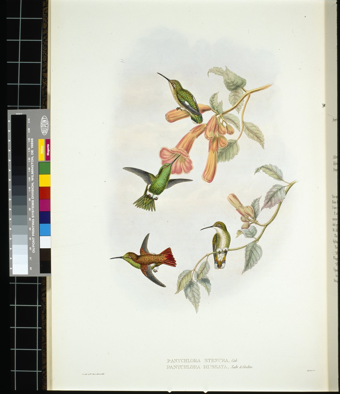 Loistava auringonsäde (aglaeactis cupreipennis) (käsinvärinen lito) tekijältä John (after) Gould