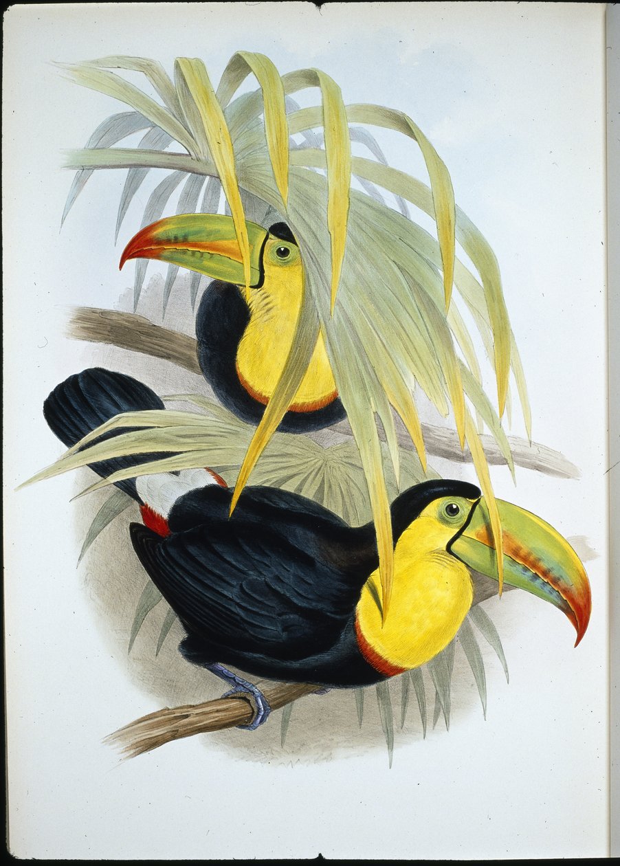 Lyhytnokkainen tukaani (Ramphastos Brevicarinatus) (käsinvärinen lito) tekijältä John (after) Gould