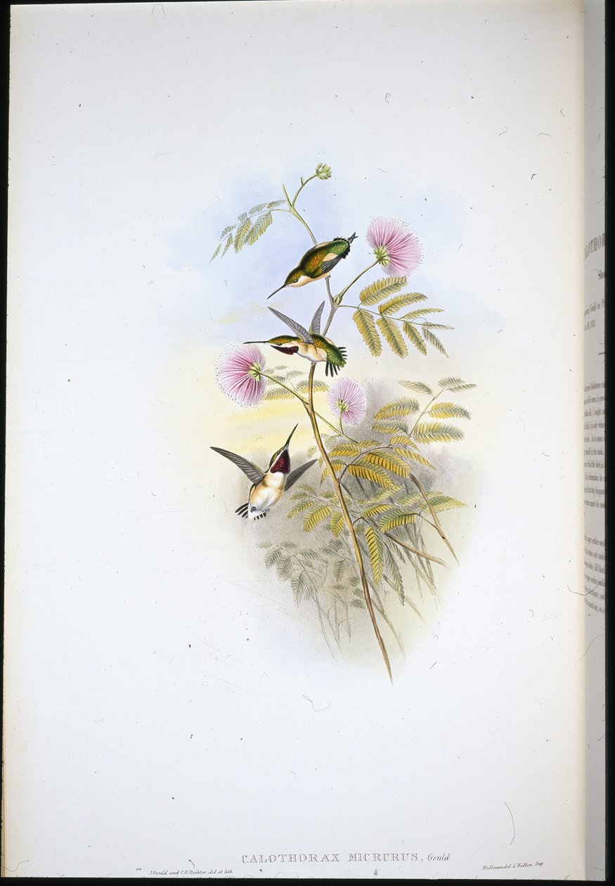 Lyhythäntäinen puutähti (Calothorax Micrurus) (käsinvärinen lito) tekijältä John (after) Gould