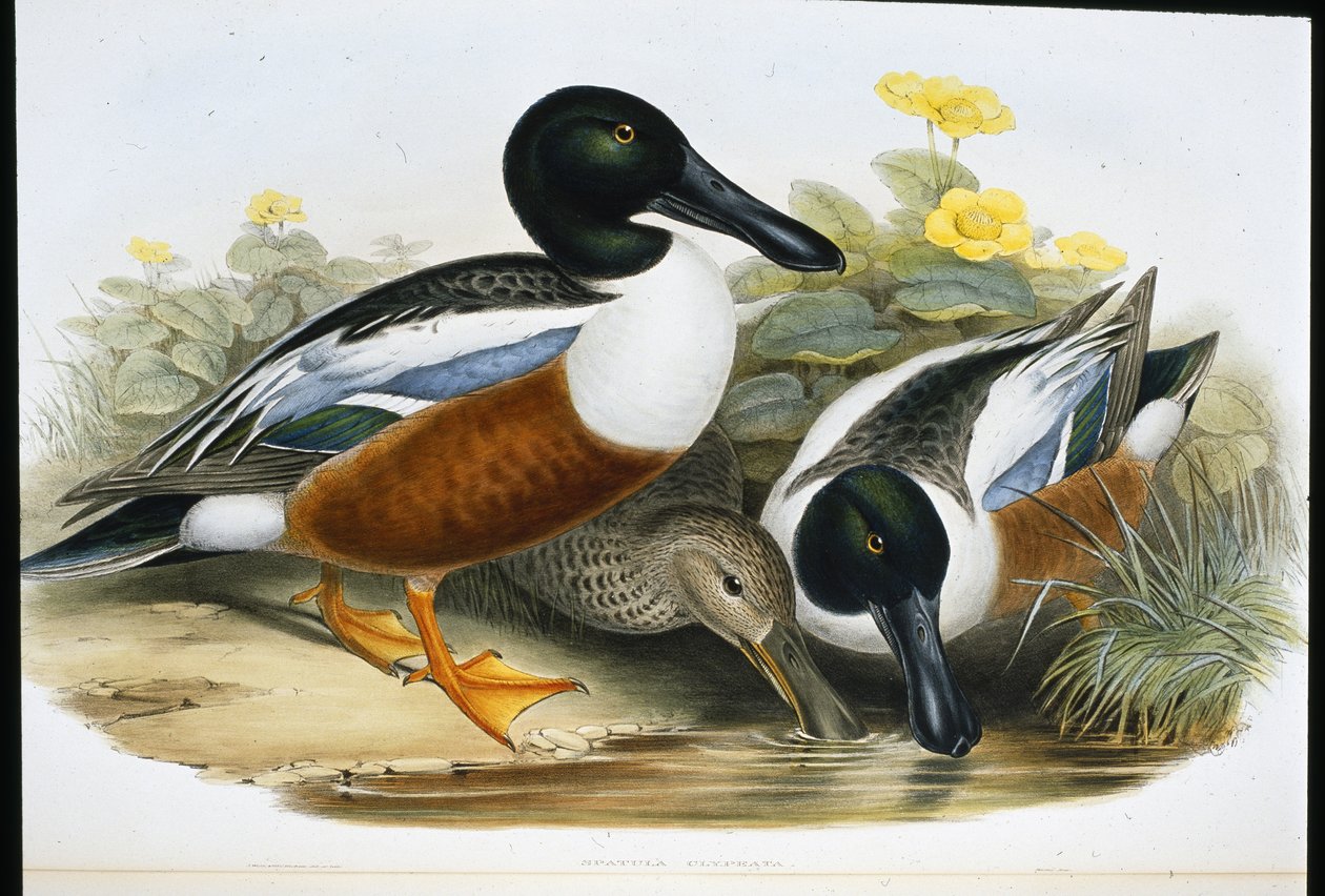 Shoveller ankat (Spatula Clypeata) (käsinvärinen lito) tekijältä John (after) Gould