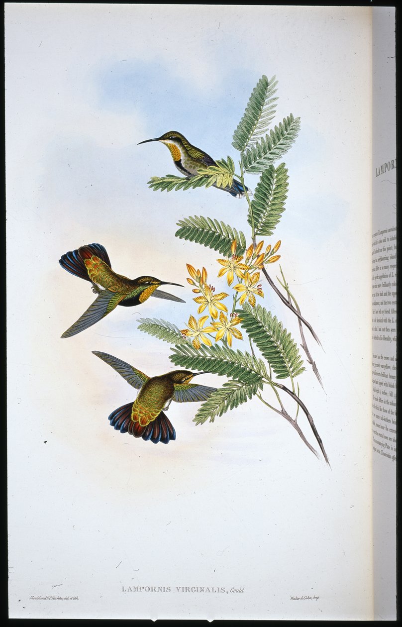 Sombre Sabre Wing (Campylopterus Obscurus) (litografia pintada a mà) finlandès tekijältä John (after) Gould