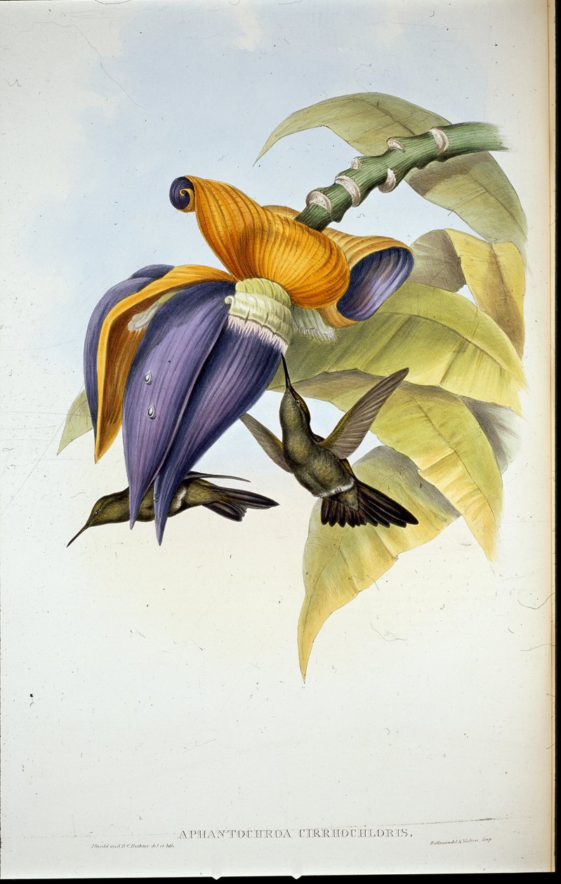 Synkkä kolibri (Aphantochroa cirrhochloris) (käsinvärinen lito) tekijältä John (after) Gould