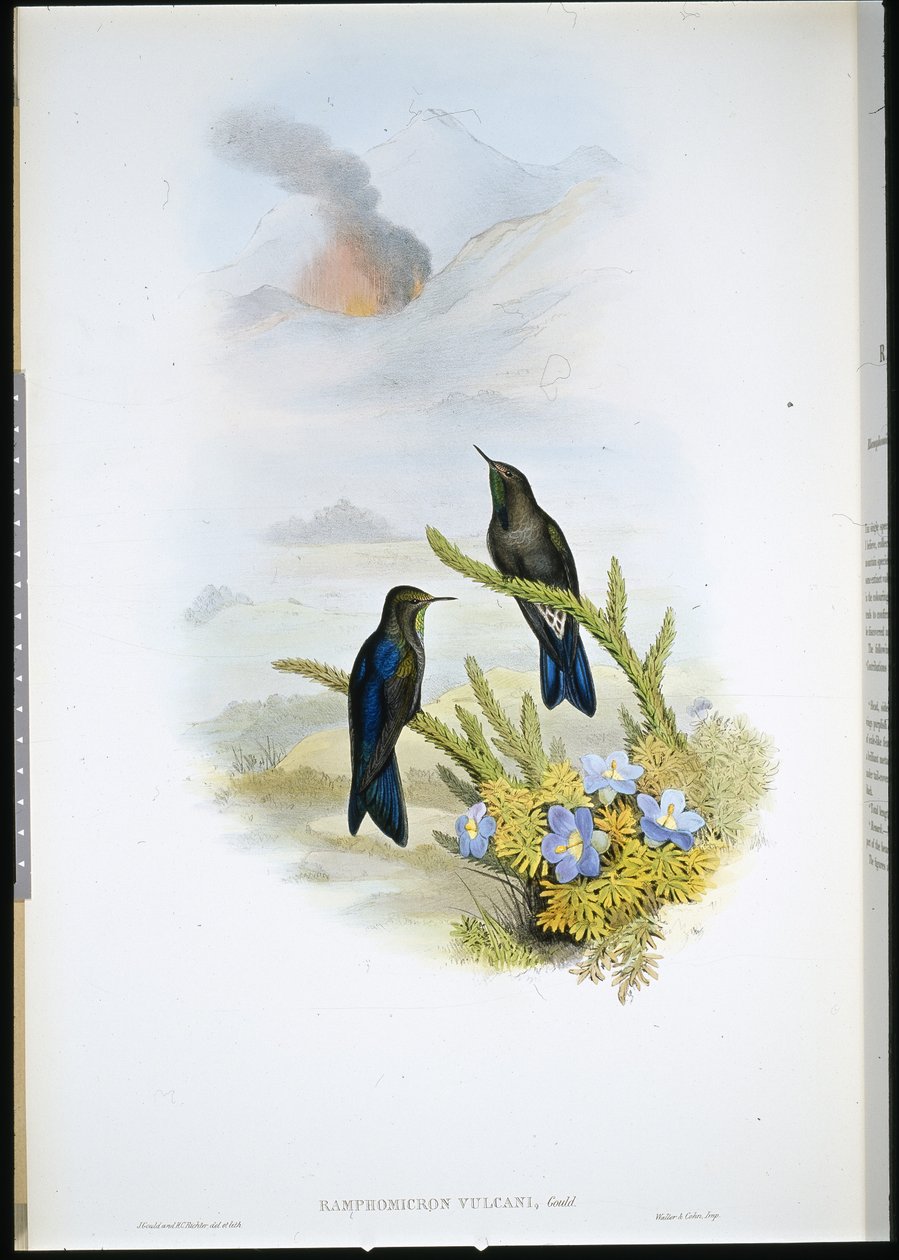 Etelänokka (Ramphomicron Vulcani) (käsinvärinen lito) tekijältä John (after) Gould