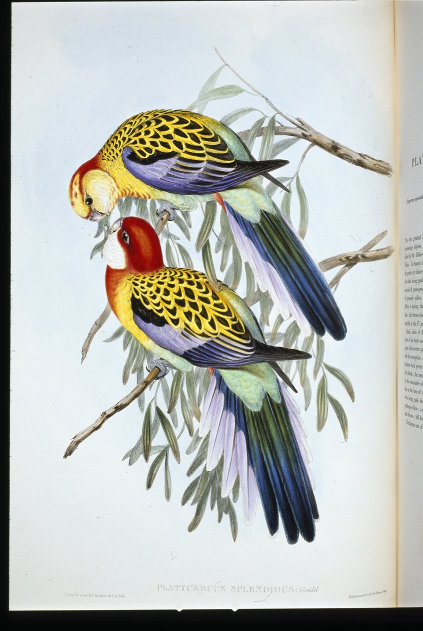 Splendid papukaija (palatycercus Splendidus) (käsinvärinen litho) tekijältä John (after) Gould