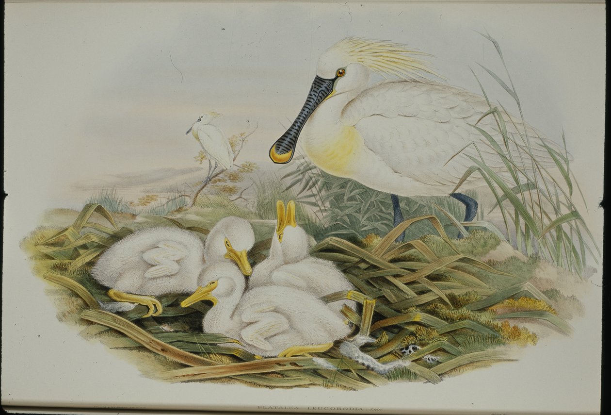 Lusikkanokka (Platalea Leucorodia) (käsinvärinen lito) tekijältä John (after) Gould