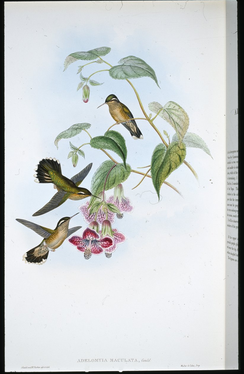 Täplikäs Adelomyia (Adelomyia Maculata) (käsinvärinen lito) tekijältä John (after) Gould
