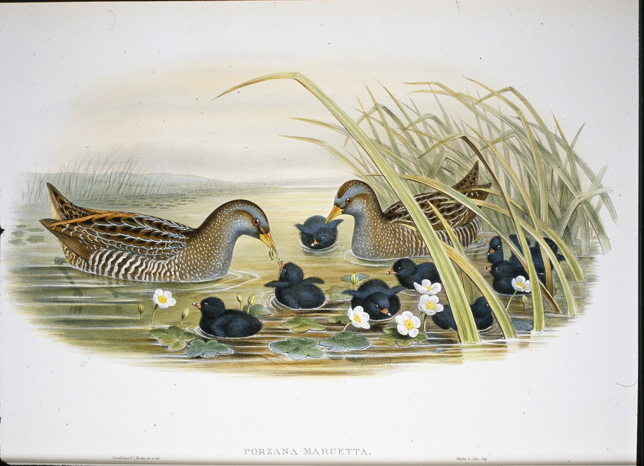Spotted Crake (Porzana Maruetta) (käsinvärinen litho) tekijältä John (after) Gould