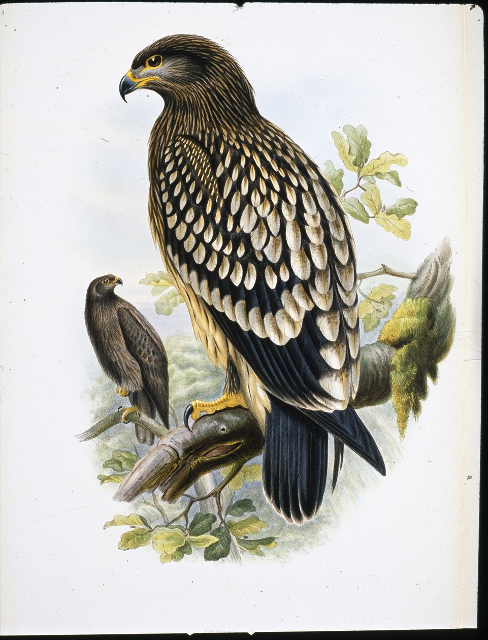 Merikotka (Aquila Naevia) (käsin värjätty litografia) tekijältä John (after) Gould