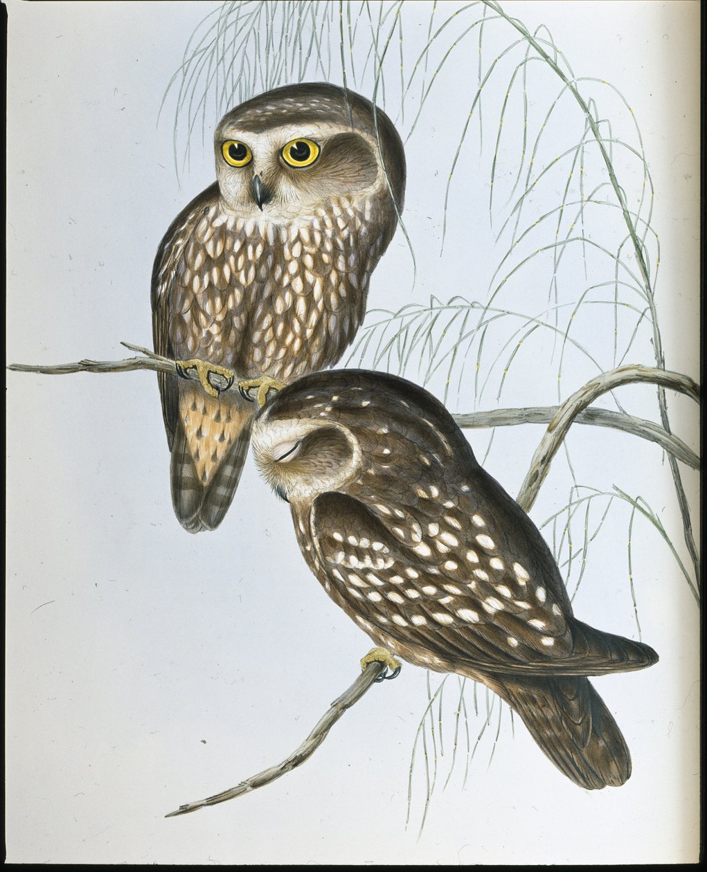 Pöllö (Athene Maculata) (käsinvärinen lito) tekijältä John (after) Gould