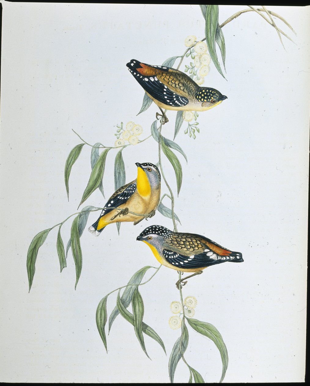 Täplikäs pardalote (Pardalotus Punctatus) (käsinvärinen lito) tekijältä John (after) Gould