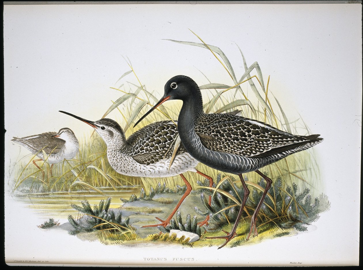 Täplikäs (Totanus Fuscus) (käsinvärinen lito) tekijältä John (after) Gould