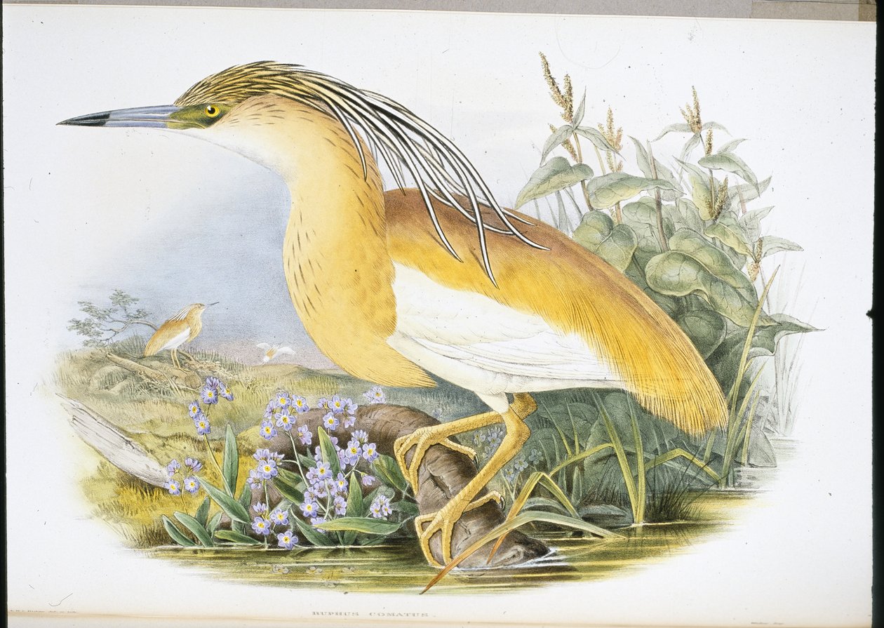 Squacco Heron (Buphus Comatus) (käsinvärinen lito) tekijältä John (after) Gould