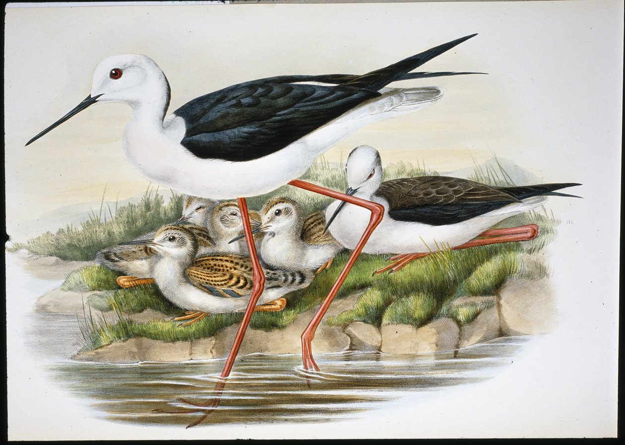 Paalu (Himantopus Candidus) (käsinvärinen lito) tekijältä John (after) Gould
