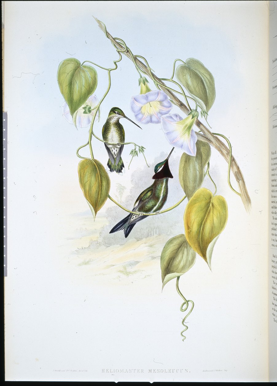 Raidarintainen tähtikurkku (heliomaster mesoleucus) (käsinvärinen lito) tekijältä John (after) Gould