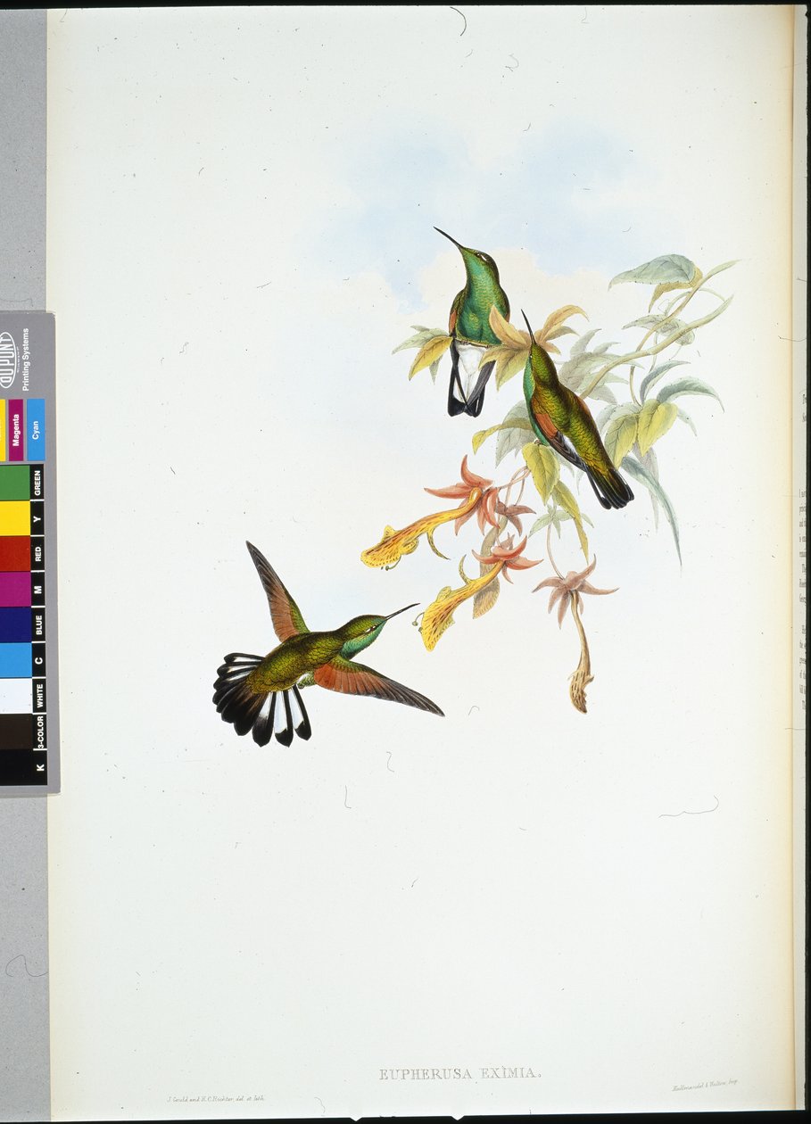 Raitahäntäkolibri (Eupherusa Eximia) (käsinvärinen lito) tekijältä John (after) Gould